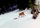 VIDEO Momente de tandrețe între doi râși, în Piatra Craiului