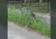 RO ALERT! Urs în cartierul Răcădău!