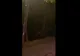 Un urs a vizitat Cetatea Râșnov (VIDEO)