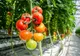 Până la 2.000 euro/cultură/1000 mp vor primi cultivatorii de legume! Care sunt condițiile