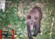 VIDEO Un urs a stat mai multe zile în cireșul unei gospodării din Săcele