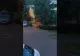VIDEO Urs printre maşini, în Răcădău!