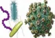 Apa mării din stațiunea Eforie este plină de bacterii din intestinul uman: E. Coli și enterococi