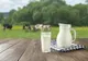 VIDEO La Brașov, produsele eco și cele care provin de la producătorii locali au prioritate în programul „Cornul și laptele“ din acest an școlar