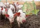 ANSVSA: Numărul cazurilor de pestă porcină africană a ajuns la 631 în România