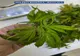 Agenţia Mondială Antidoping va reanaliza interdicţia legată de canabis