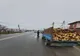 Prinși în timp ce transportau material lemnos fără acte