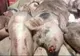 22 de focare de pestă porcină, în județul Braşov!