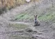 VIDEO Vulpe filmată pe Tâmpa