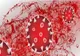Bilanț coronavirus - 1 octombrie - Autoritățile anunță noile statistici - Câte infectări s-au înregistrat în ultimele 24 de ore