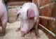 Focar de pestă porcină africană, confirmat în Făgăraș