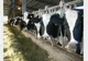 Fermierii pot depune cererile de plată pentru Măsura privind bunăstarea animalelor