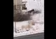 VIDEO Poliția s-a autosesizat după apariția unui filmuleț în care un cal este bătut, la Codlea!