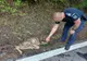 Căprioară salvată de jandarmi (VIDEO)