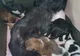 VIDEO Cruzime de nedescris! Cățeluşe bătute şi legate cu sârmă!