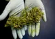 La Brașov, ca în Olanda: dulciuri și energizante cu cannabis, vândute de un magazin