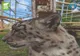 Zi specială, mâine, la Zoo Braşov