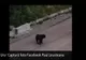 PERICOL la un loc de joacă din Predeal! Urs surprins în apropiere: zona era plină de copii - VIDEO