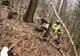 VIDEO Un urs surprins în bârlog a încercat să atace un motociclist enduro, în județul Brașov