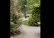 VIDEO Ursul nu s-a speriat de Contele Dracula. A ajuns și la Castelul Bran