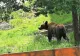 VIDEO Pui de urs salvat de jandarmi după ce a căzut într-un canal