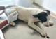 Cruzime fără margine de care a dat dovadă un copil de doar 10 ani. A aruncat de la etaj un cățeluș