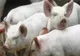 Campanie pentru promovarea cărnii de porc românești