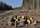 TĂIERILE ILEGALE ÎN PĂDURILE DE STAT AU ADUS PAGUBE DE 7,3 MILIOANE DE LEI