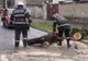 Vântul puternic a creat probleme în Brașov și Harghita