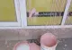 Sediul AUR, vandalizat în Sectorul 4 VIDEO