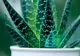 Planta pe care trebuie sa o ai în casă, conform principiilor Feng Shui. Aduce prosperitate și atrage energia pozitivă