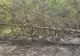 Vântul puternic face prăpăd în nordul și estul României: copaci doborâți, acoperișuri smulse și mașini avariate - VIDEO