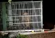 Ursul care a creat probleme în Poiana Braşov, împuşcat