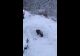 VIDEO - Un ursuleț jucăuș a fost atracția turiștilor de la un restaurant din Predeal