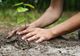 Primăria Brașov va planta peste 1.300 de puieți de arbori, în această primăvară