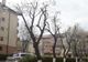 VIDEO Ce au declarat reprezentanții Primăriei Brașov despre tăierile de arbori din municipiu?