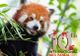 Unicul panda roșu din România va fi sărbătorit la Zoo Brașov