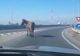 VIDEO Pericol, în trafic, la Brașov! Cal pe Ocolitoare