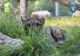 Leopardul zăpezilor va fi sărbătorit, astăzi, la Zoo Brașov