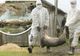 Măsuri STRICTE după confirmarea pestei porcine africane la Brașov!