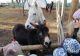VIDEO + FOTO Ferma educațională a animalelor salvate, proiect inedit, la Brașov