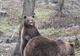 Activități inedite, mâine, la Zoo Brașov