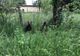 VIDEO+FOTO Panică, ieri, la Hârseni! O ursoaică și puii ei au "vizitat" localitatea!