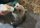 VIDEO Sfârșit tragic pentru un pui de urs de la Hârseni