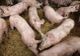 Pericol major în cazul focarului de pestă porcină africană de la Codlea! Peste 200 de porci morți!