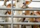APIA eliberează adeverințe pentru beneficiarii Măsurii 14 “Bunăstarea animalelor”
