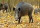 438 de focare de Pestă Porcină Africană active