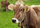 Sprijin fianciar pentru crescătorii de bovine! Cât ar putea primi fermierii
