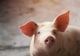 ANSVSA anunță "controale șoc" la vânzătorii de carne de porc
