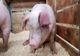 Focar de pestă porcină africană, confirmat în Făgăraș